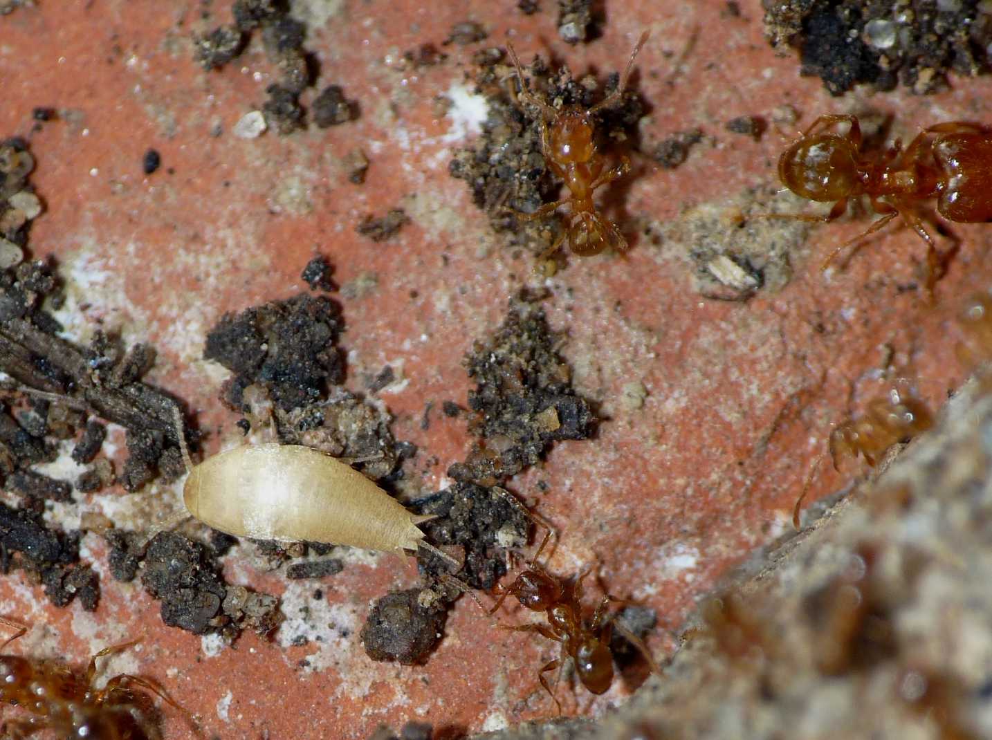 Atelura formicaria con formiche Pheidole